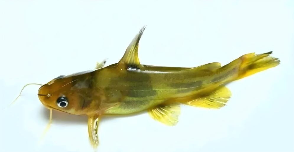 黃顙魚的生活習(xí)性和養(yǎng)殖.jpg
