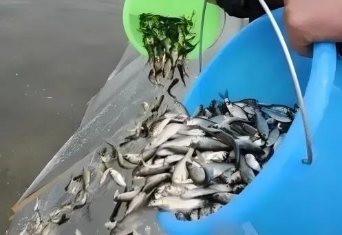 提高放苗成活率.jpg